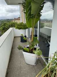 Plantas e palmeira