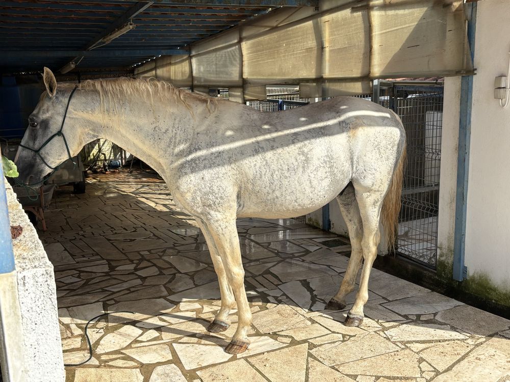 Cavalo alto manso