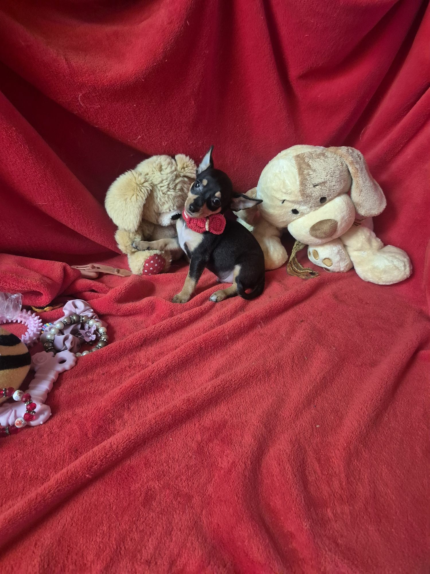 Pinscher  Macho Miniatura Criadora Registada PT 3088 FL