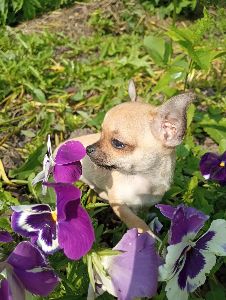 Чихуахуа з родоводом