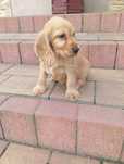 Cocker spaniel angielski -suczka złota