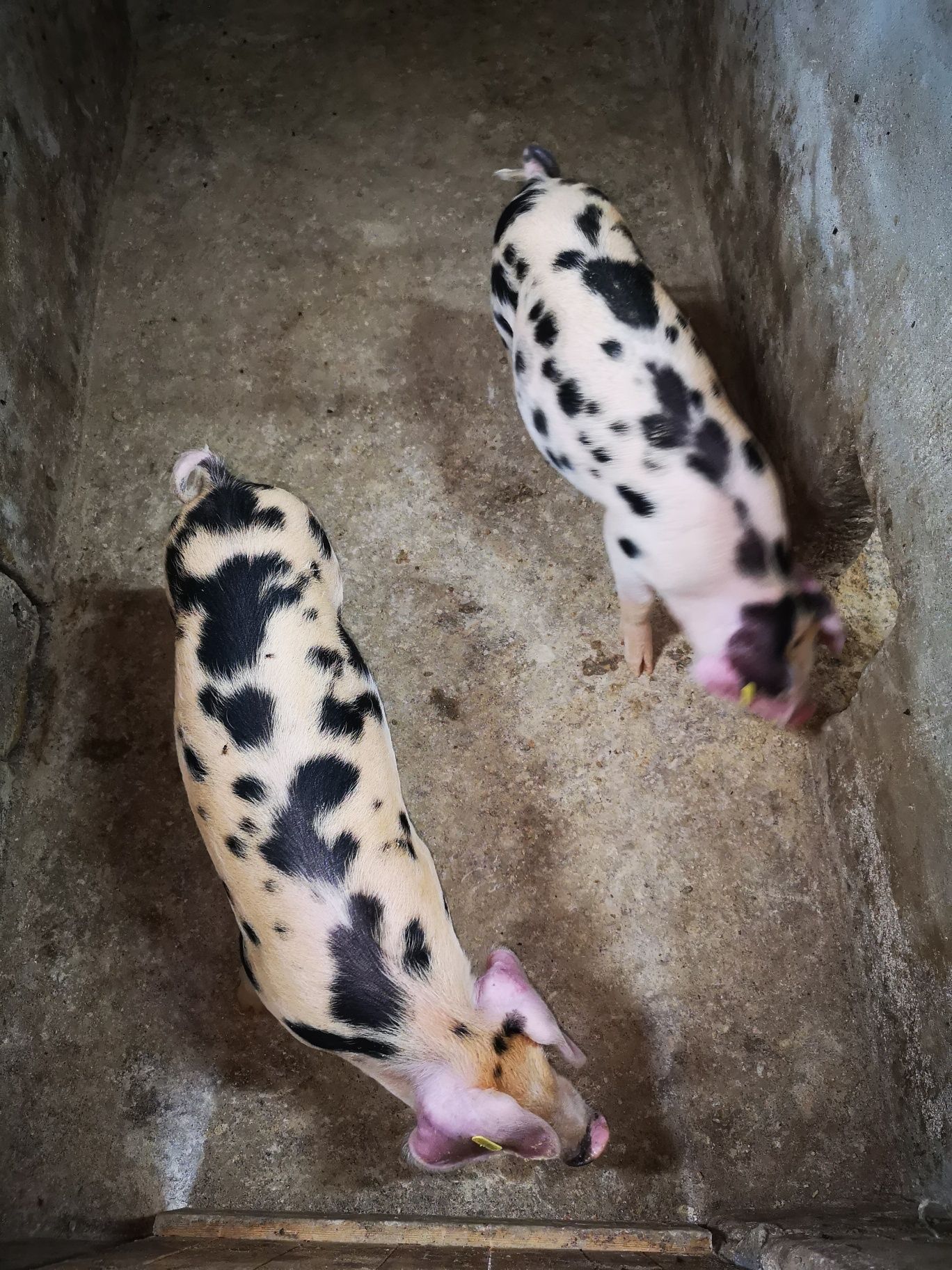Leitão Malhado de Alcobaça cruzado com Duroc