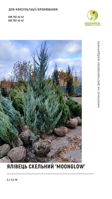 Ялина, туя, сосна, ялиця, піхта, ялівець