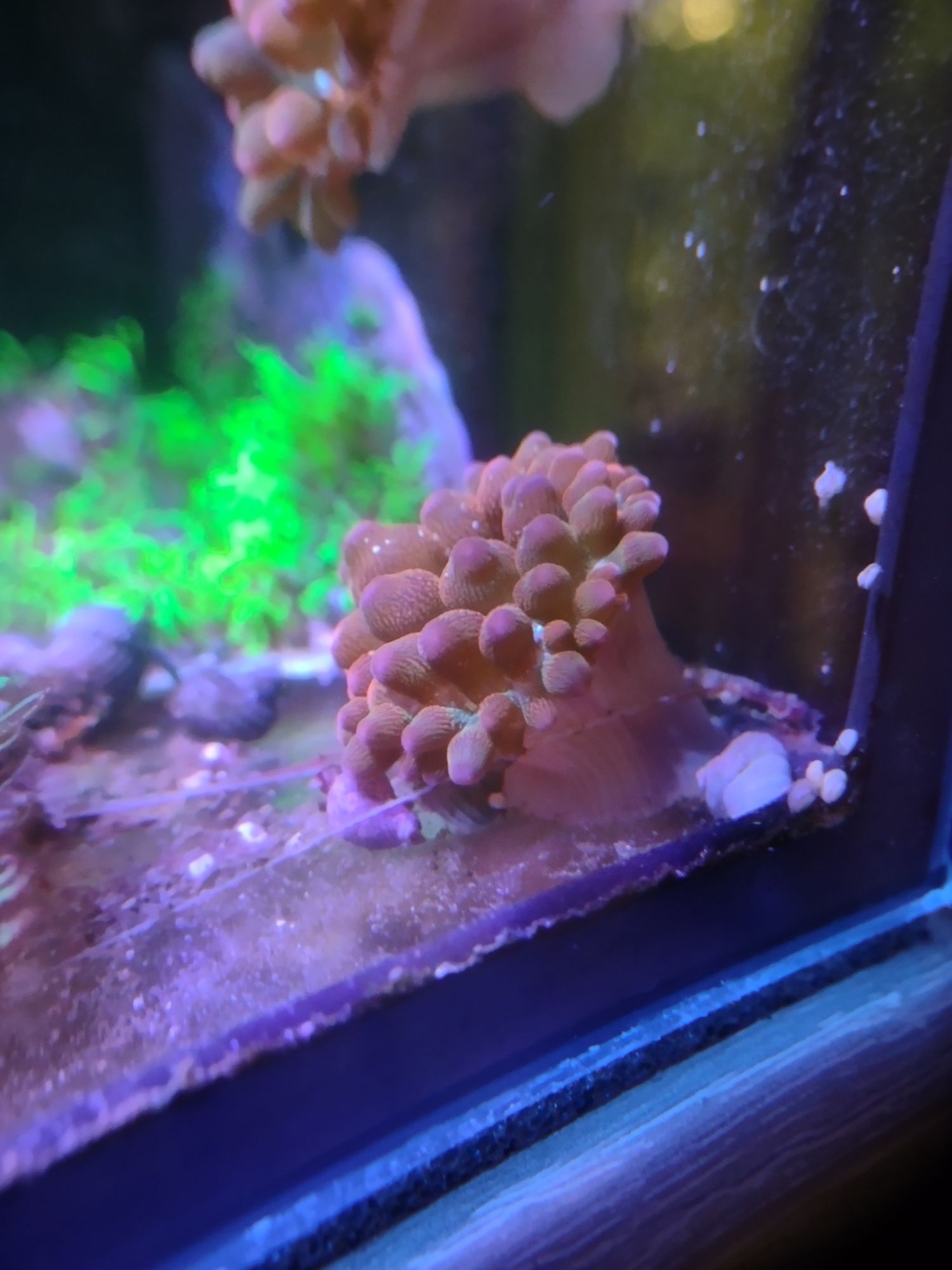 Ukwiał Entacmaea quadricolor