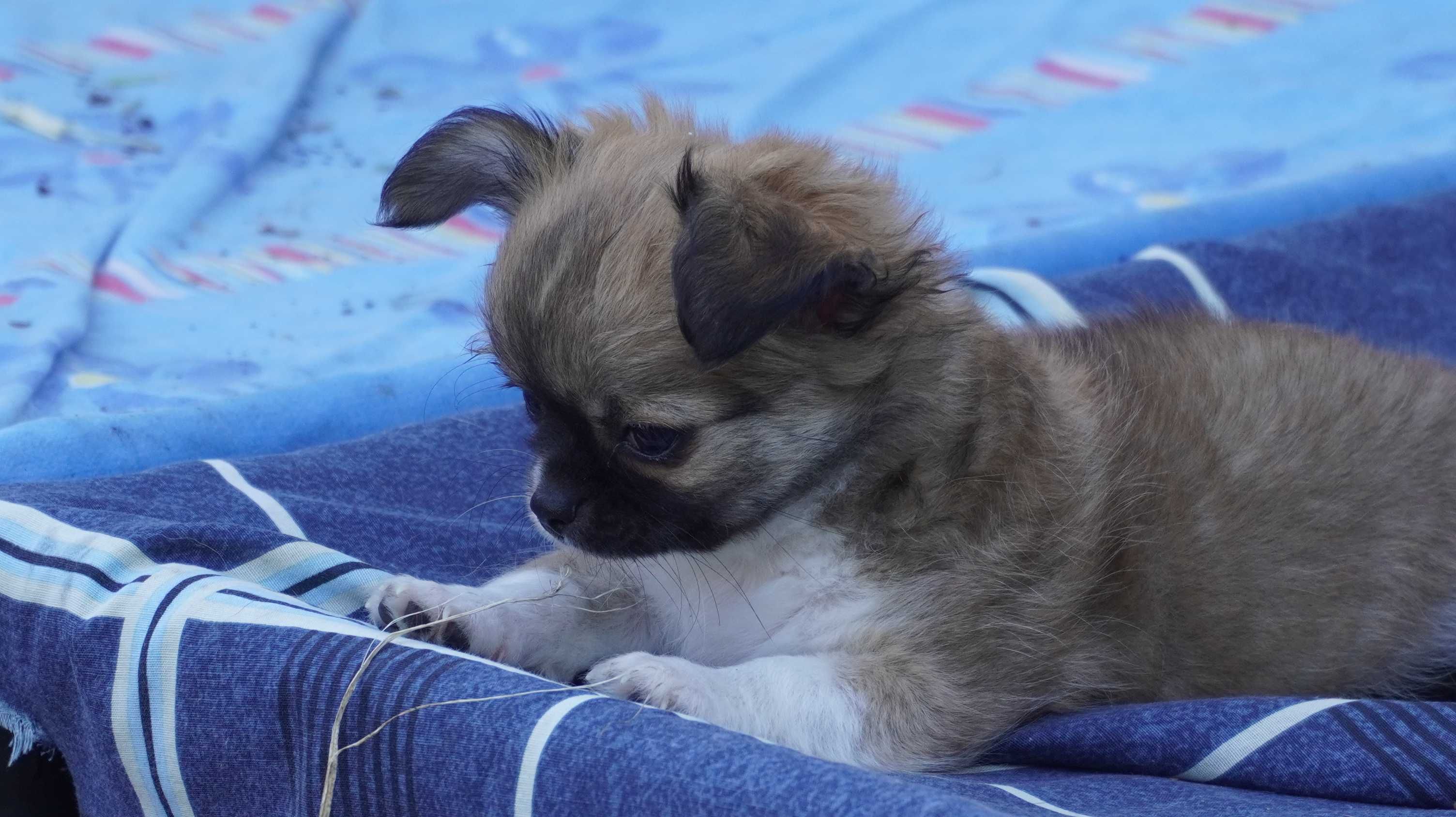 Słodki puszek, okruszek -  piesek długowłosy - Chihuahua - ZKwP/FCI