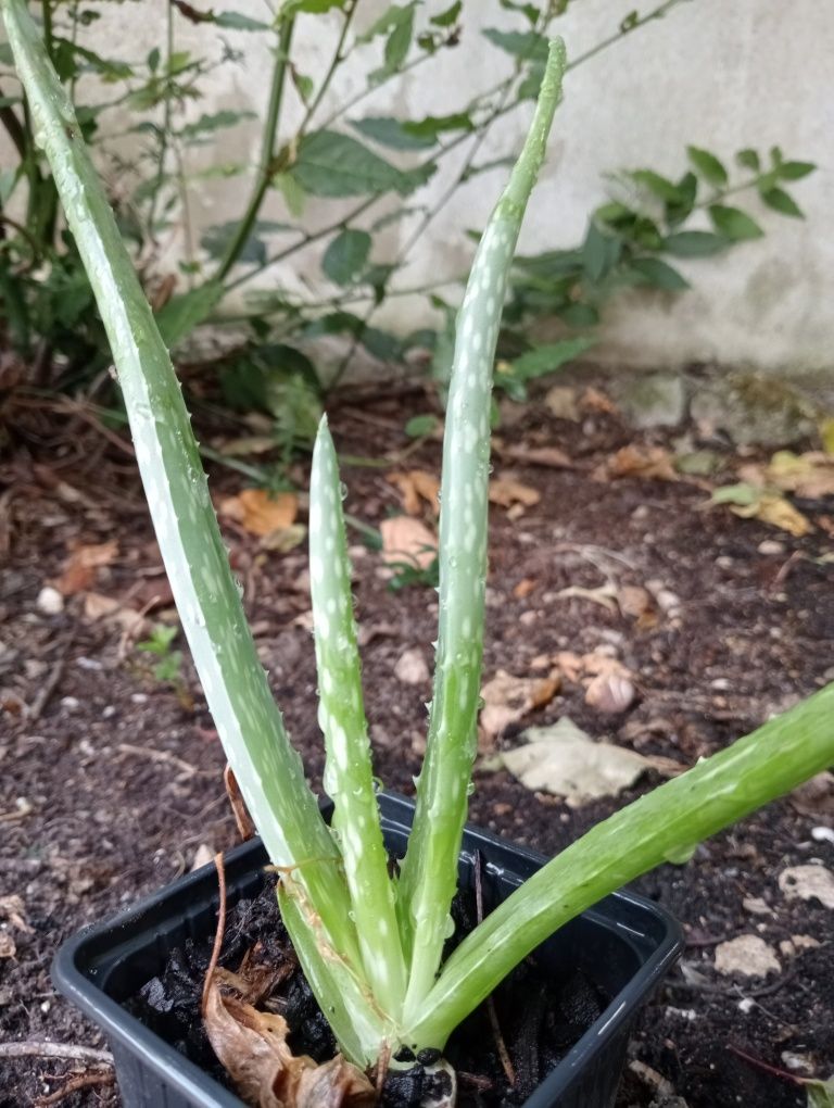 Vendo plantas de Aloé vera em vaso de 250ml.