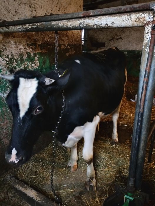 Jałówka wysokocielna