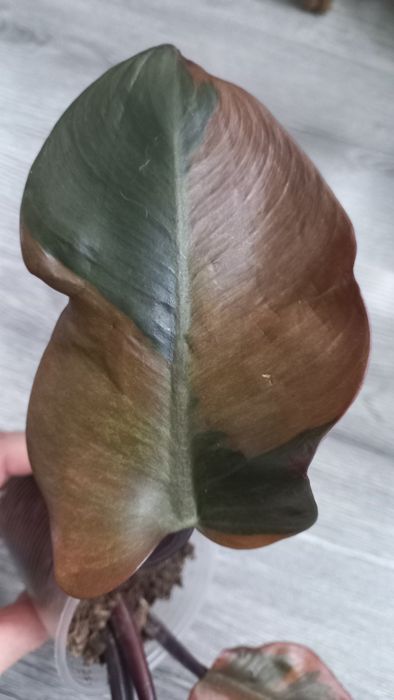 Филодендрон Блек кардинал варіаг