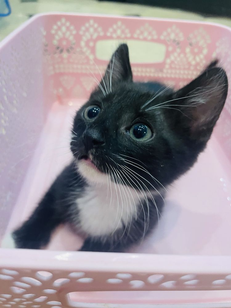 Котята шукають родини