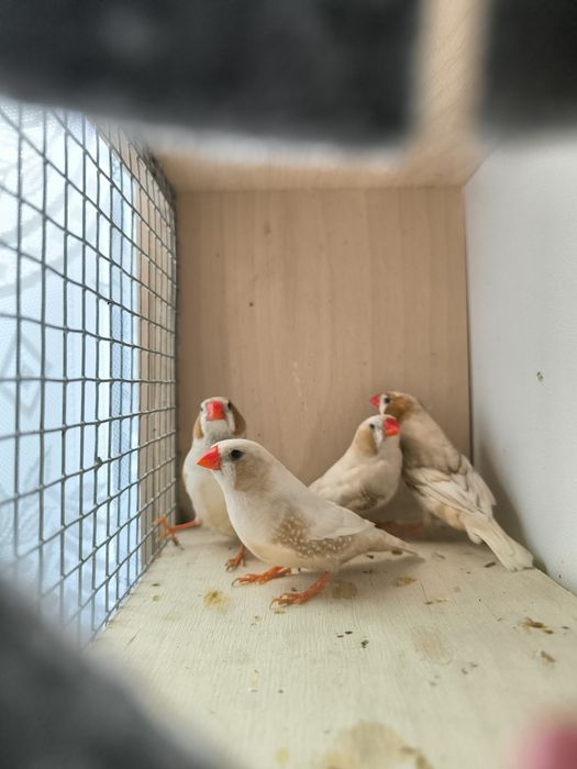 Zeberka zeberki samce i samice 2025