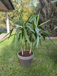 Yucca młoda 2 drzewa