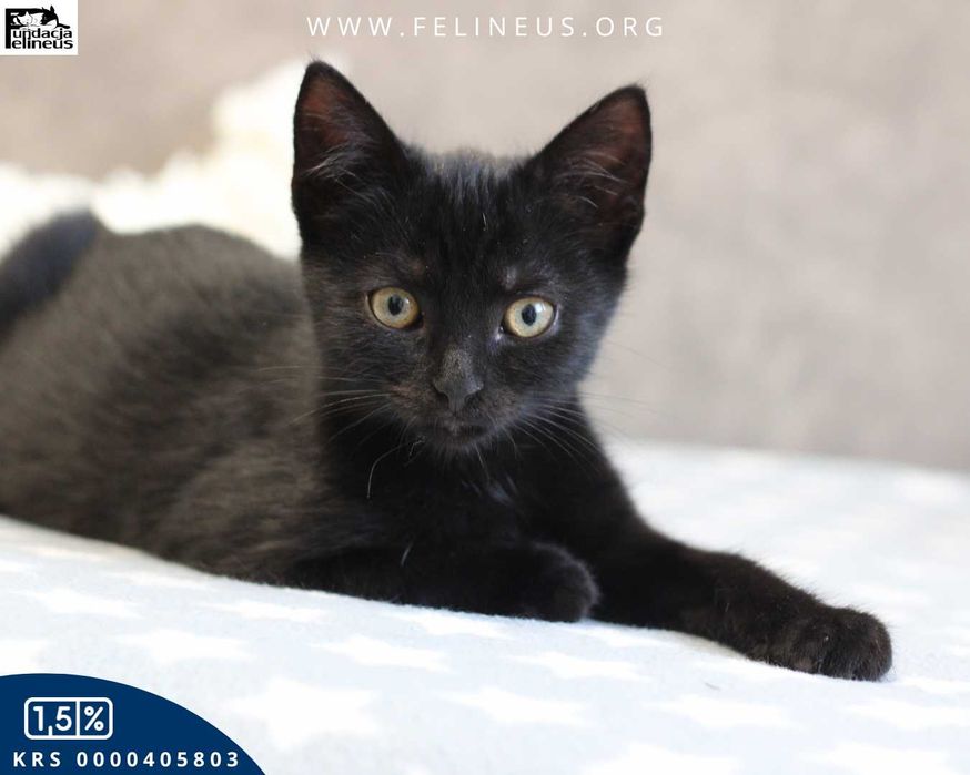 Ciekawski i towarzyski kociak czeka na dom