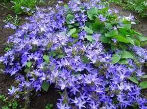 Продам Печоночнецу,Колокольчики, Юкку, Очитки, Герань