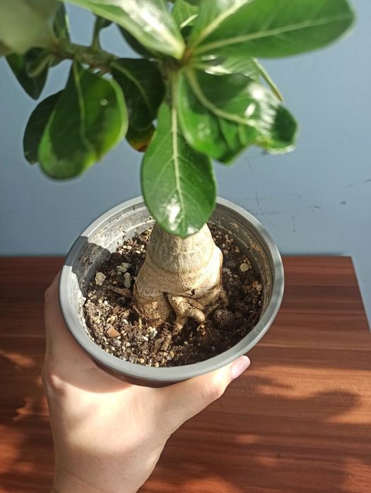 Adenium, roslina domowa.