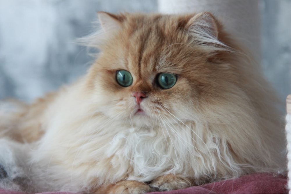 Золотой британский котик