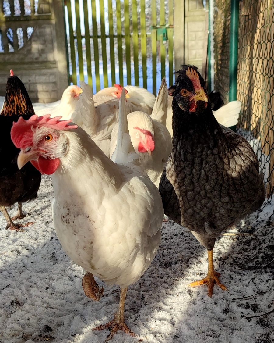 Kury wiejskie leghorn z jajkiem 10szt. Karmione bez GMO