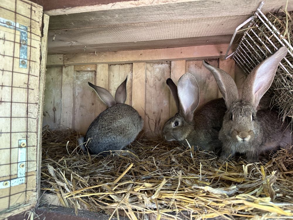Królik BOS mlode 2,15 kg