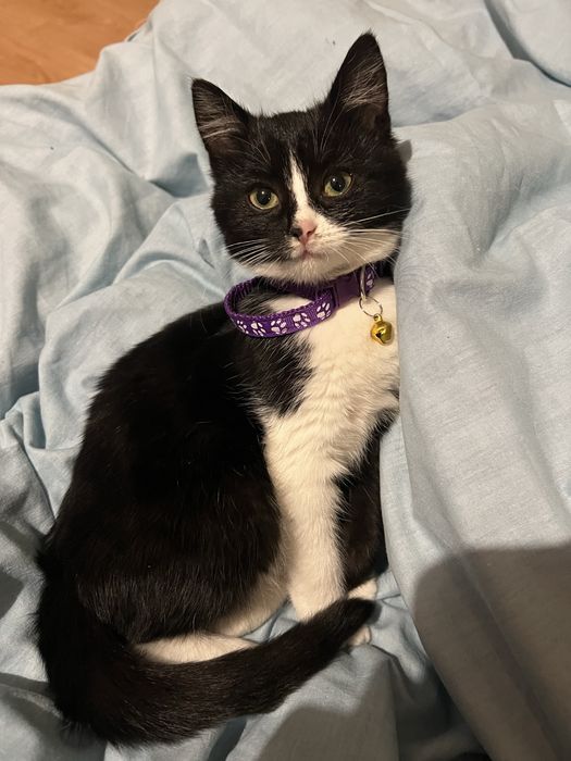 Киця відам у добрі руки