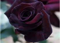 Roseira Preta - PLANTA VIVA Para colecionadores de Rosas