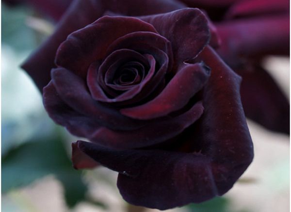 Roseira Preta - PLANTA VIVA Para colecionadores de Rosas