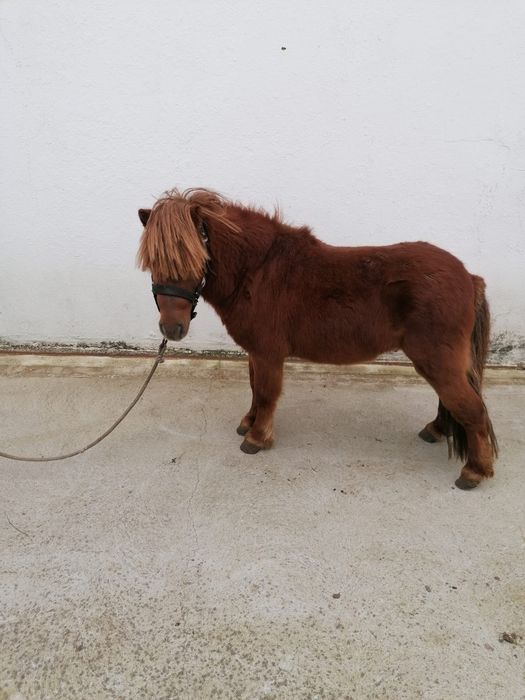Pónei macho montado e engatado