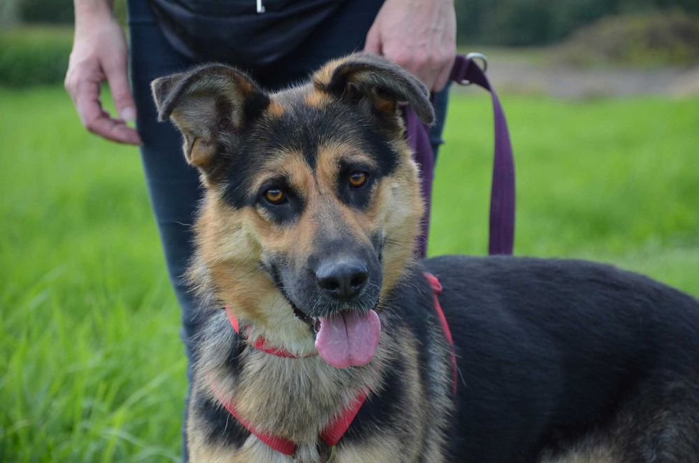 Młodziutki radosny Bambuś - prawie owczarek niemiecki ADOPCJA