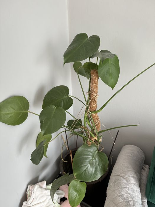 Monstera sprzedam kwiat