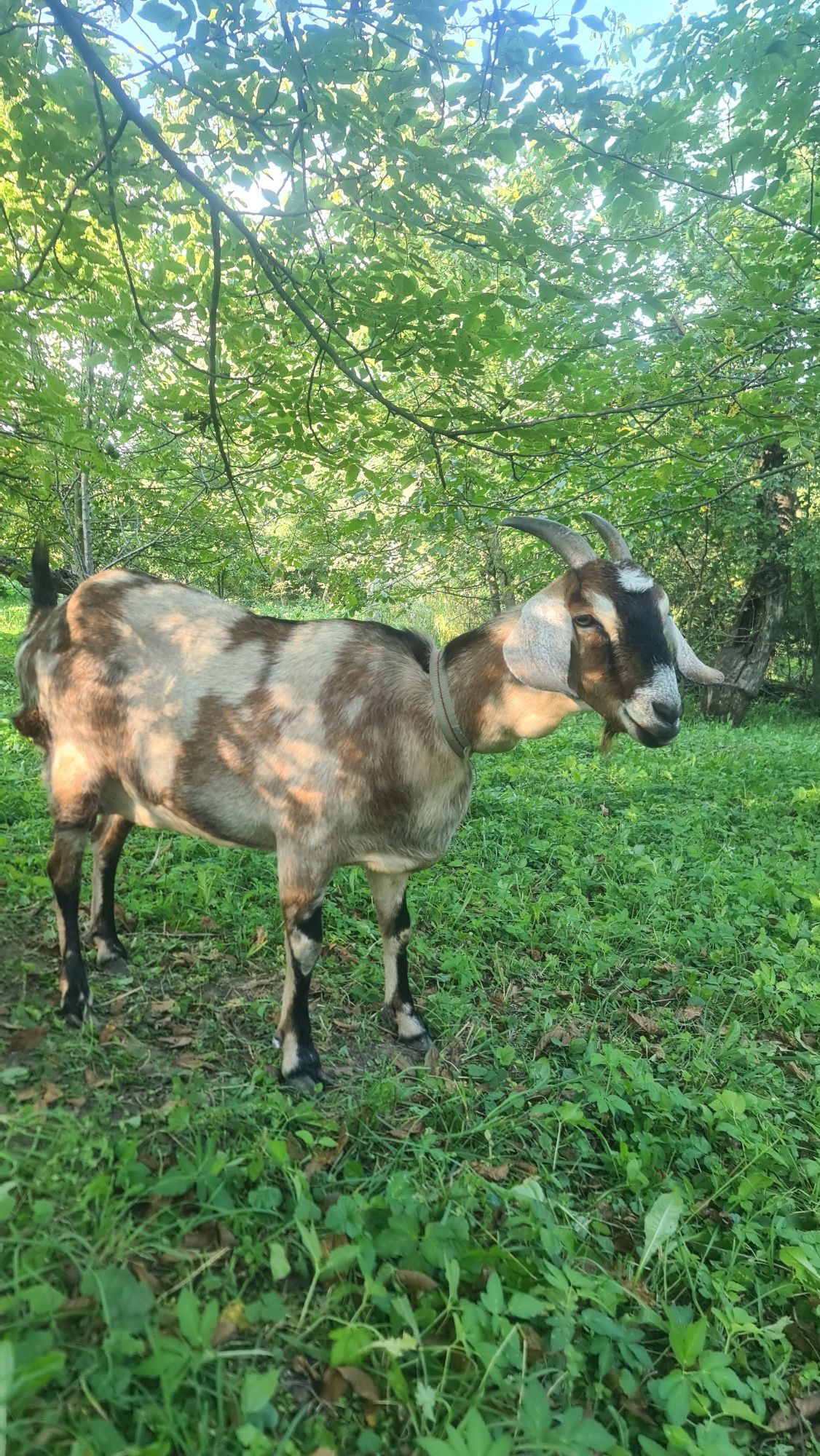 Продам козу, 1,5 року