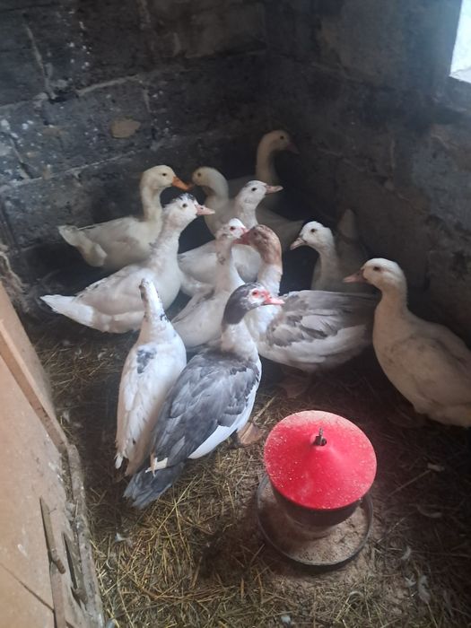 Sprzedam kaczki i geś