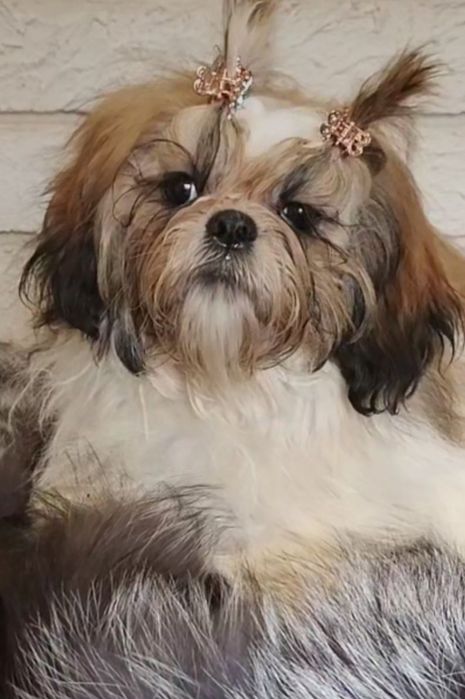 Дівчинка за кордон!!!Терміновий продаж!