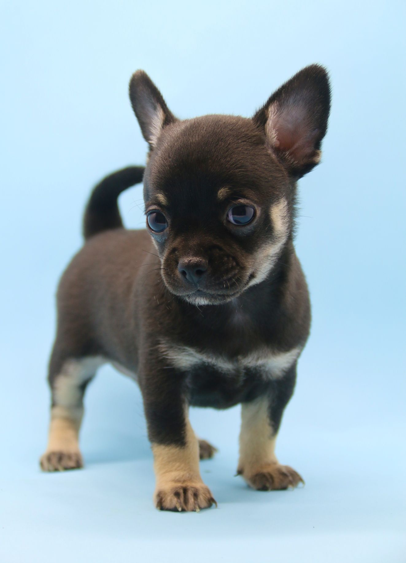 Chihuahuas brevemente