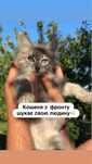 Кошеня 2 місяці, безкоштовно, з фронту