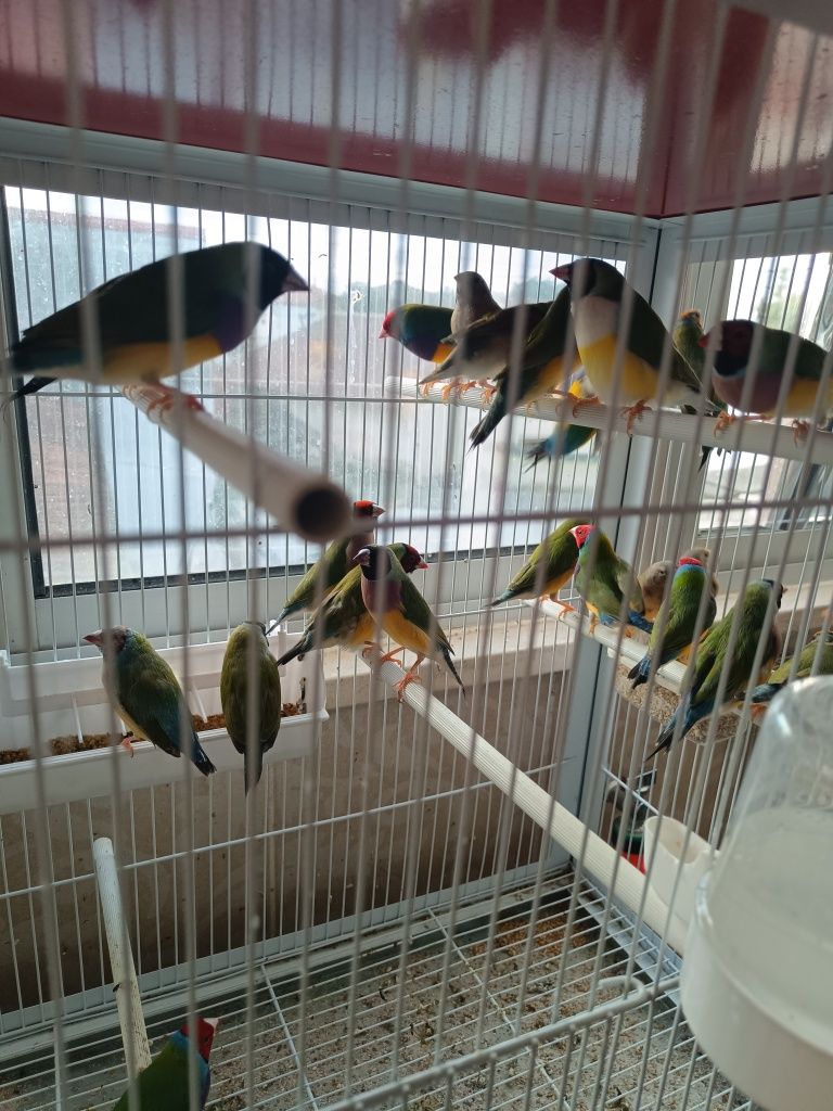Diamantes de Gould