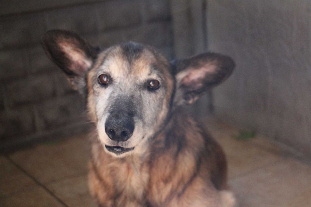 Aromat piesek Dt pilnie potrzebny ratujmy Oborniki