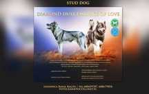 Reproduktor Siberian Husky FCI, ZKwP