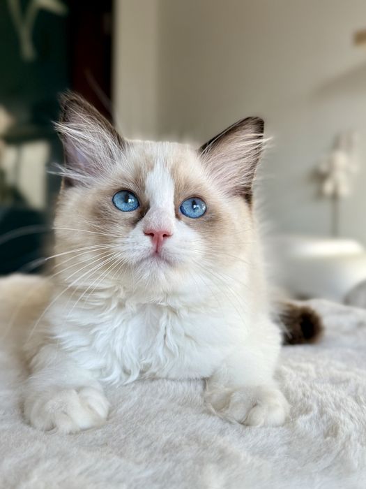RAGDOLL kocurek seal bicolour FPL/Fife