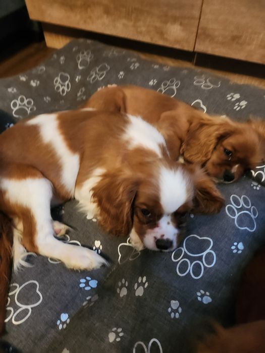 Cavalier king charles spaniel szczeniaczek