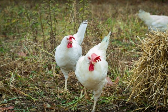 Kaczki gęsi perliczki oryginał certyfikowana ferma kury Kokoszki kolor