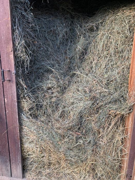 Продам сіно , 2025 р