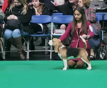 BEAGLE-cudny  szczeniak, ZKwP/FCI, starszy