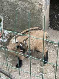 Cabrito anão com praticamente 2 meses