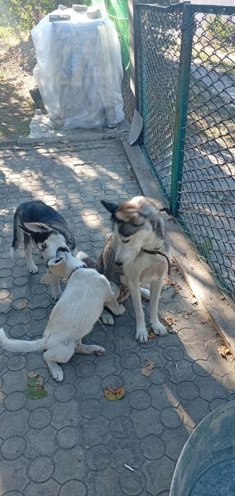 Хаски девчонки щеночки милые