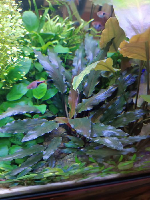 Bardzo ciekawa odmiana Cryptocoryne