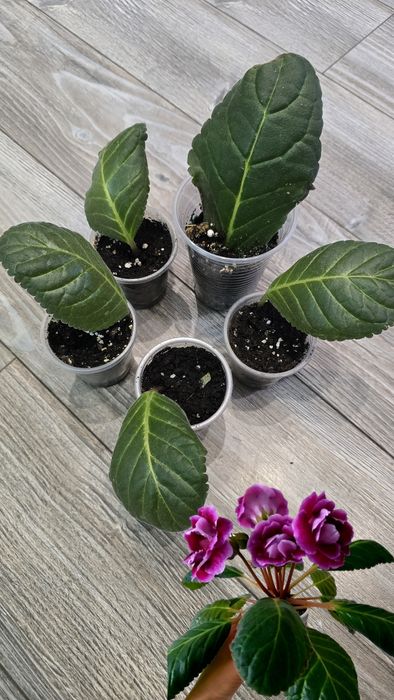 Кімнатні рослини не дорого