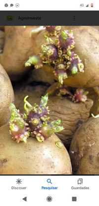 Batatas com grelos para semear