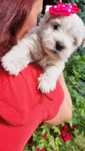 West highland white terrier suczka