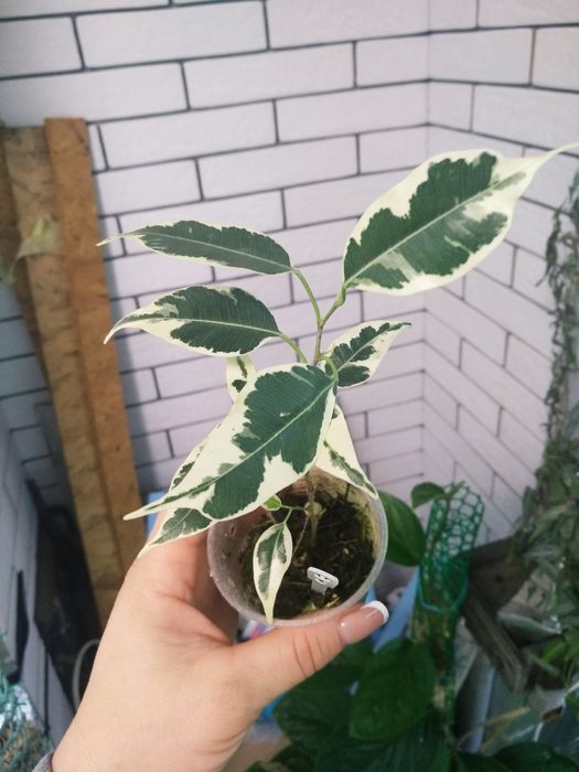 фікус грін ісланд, Ельдорадо, альбомаргіната