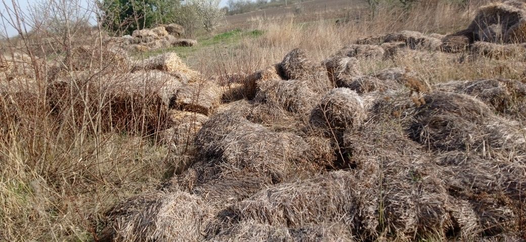 Подарую солому, сіно люцерни