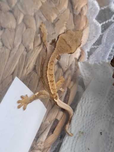 Gekon Orzęsiony Młode