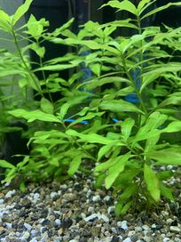 Roślina akwariowa -Hygrophila Polysperma